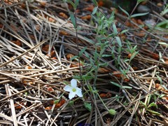 Arenaria montana