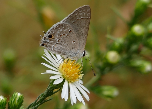 Mallow Scrub-Hairstreak