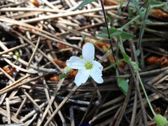 Arenaria montana