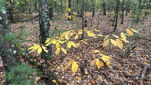 American chestnut
