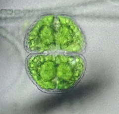 Cosmarium quinarium