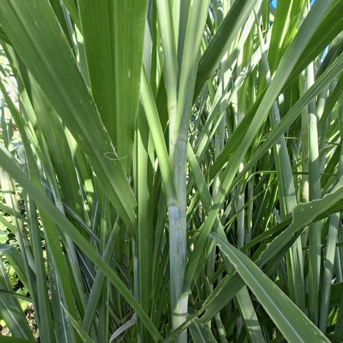 Saccharum officinarum observed 2026-10-04