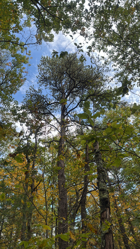 pitch pine
