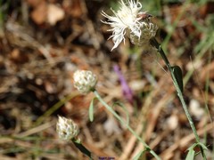 Centaurea alba