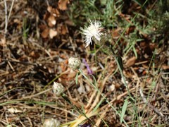 Centaurea alba