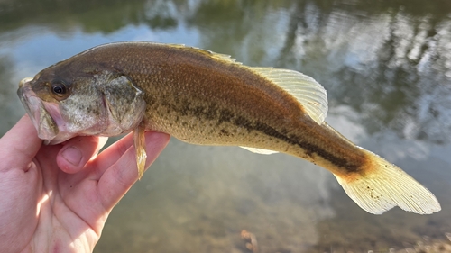 Largemouth Bass