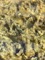 Pleurodelinae