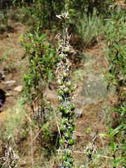 Asphodelus albus