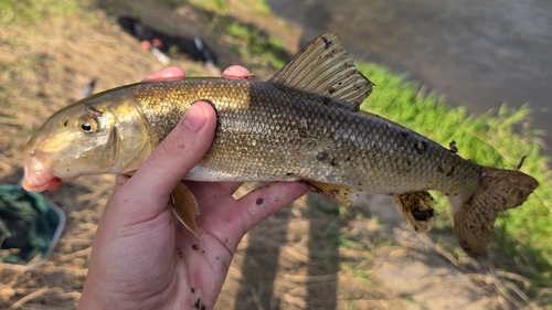 White Sucker