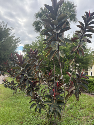 Ficus elastica observed 2026-10-14