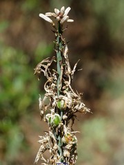 Asphodelus albus