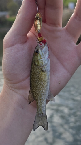 Smallmouth Bass
