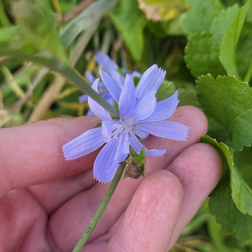 chicory