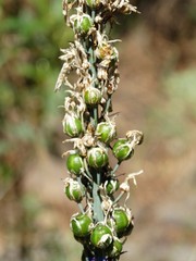 Asphodelus albus