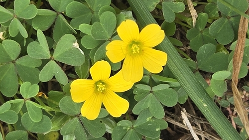 slender yellow woodsorrel