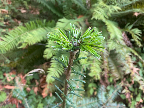 grand fir