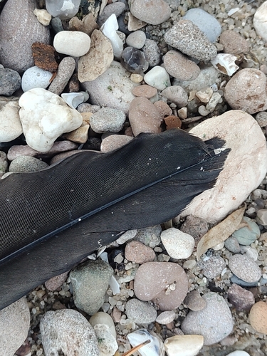 Plume de Grand Cormoran