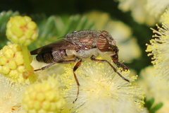 Stomorhina subapicalis