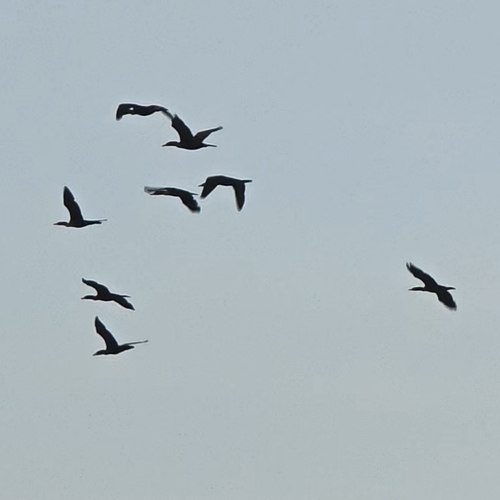 Double-crested Cormorant