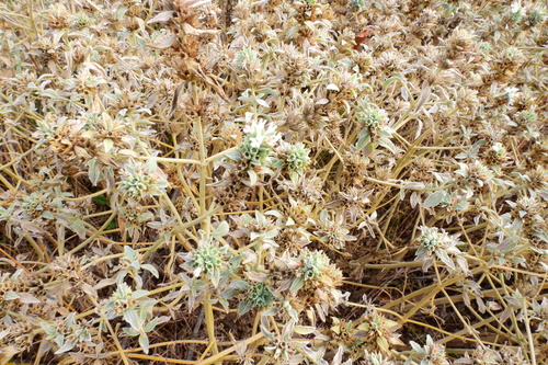 Marrubium peregrinum observed 2026-10-14