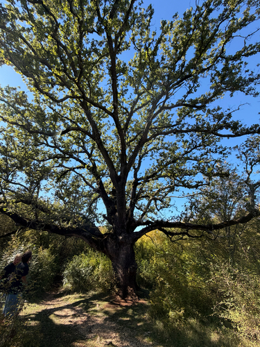 downy oak