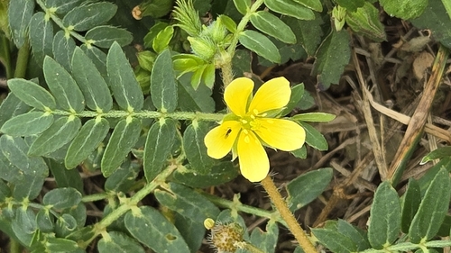 puncture vine