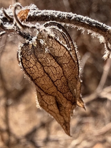 Lepechinia calycina observed 2026-10-14