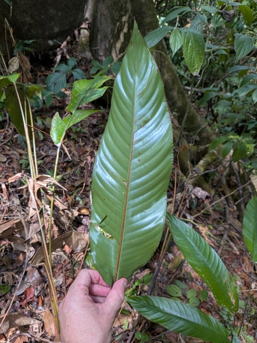 Heliconia acuminata observed 2026-10-13