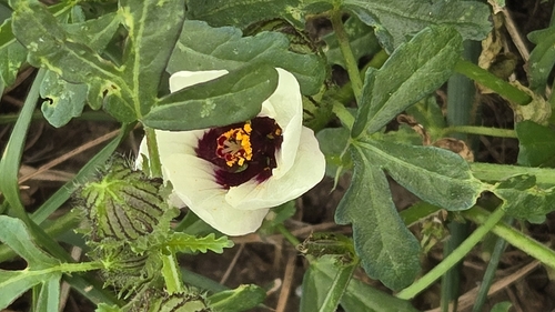 flower-of-an-hour