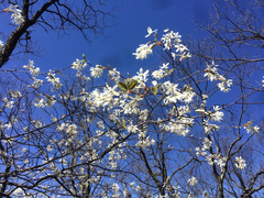 Amelanchier laevis