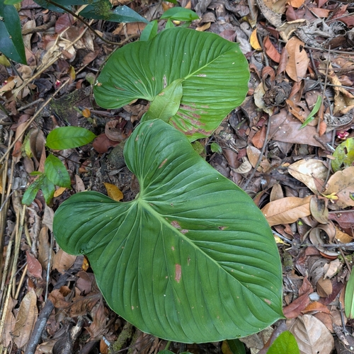 Philodendron (Philodendron ornatum)