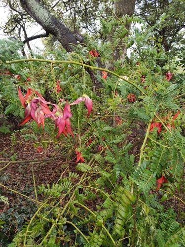 Clianthus puniceus observed 2026-10-15