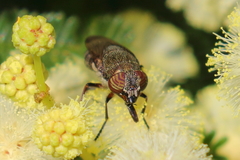 Stomorhina subapicalis