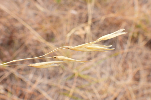 Danthonia alpina observed 2026-10-14