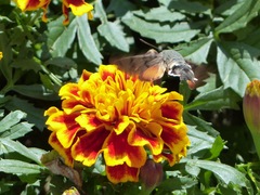 Macroglossum stellatarum