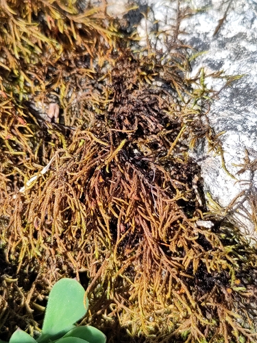 Lescuraea incurvata observed 2026-05-31