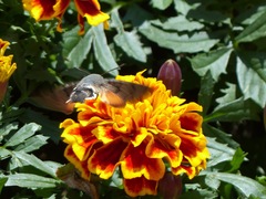 Macroglossum stellatarum