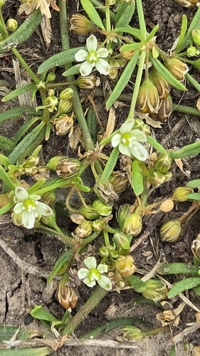 green carpetweed