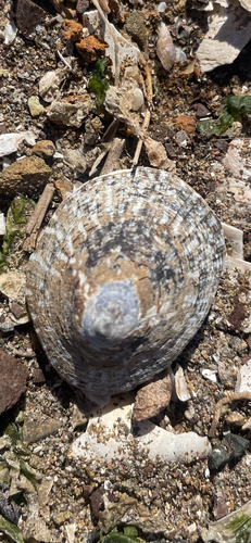 Lottia scutum observed 2026-10-14