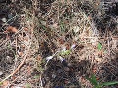 Campanula rapunculus