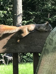 Tamiasciurus hudsonicus