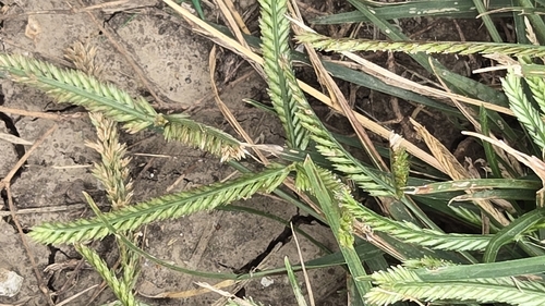 Goose Grass