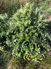 Cirsium andrewsii