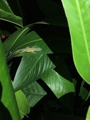 Anolis wattsii