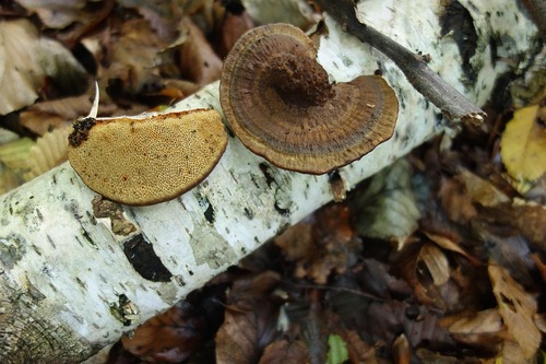 Thin-walled Maze Polypore