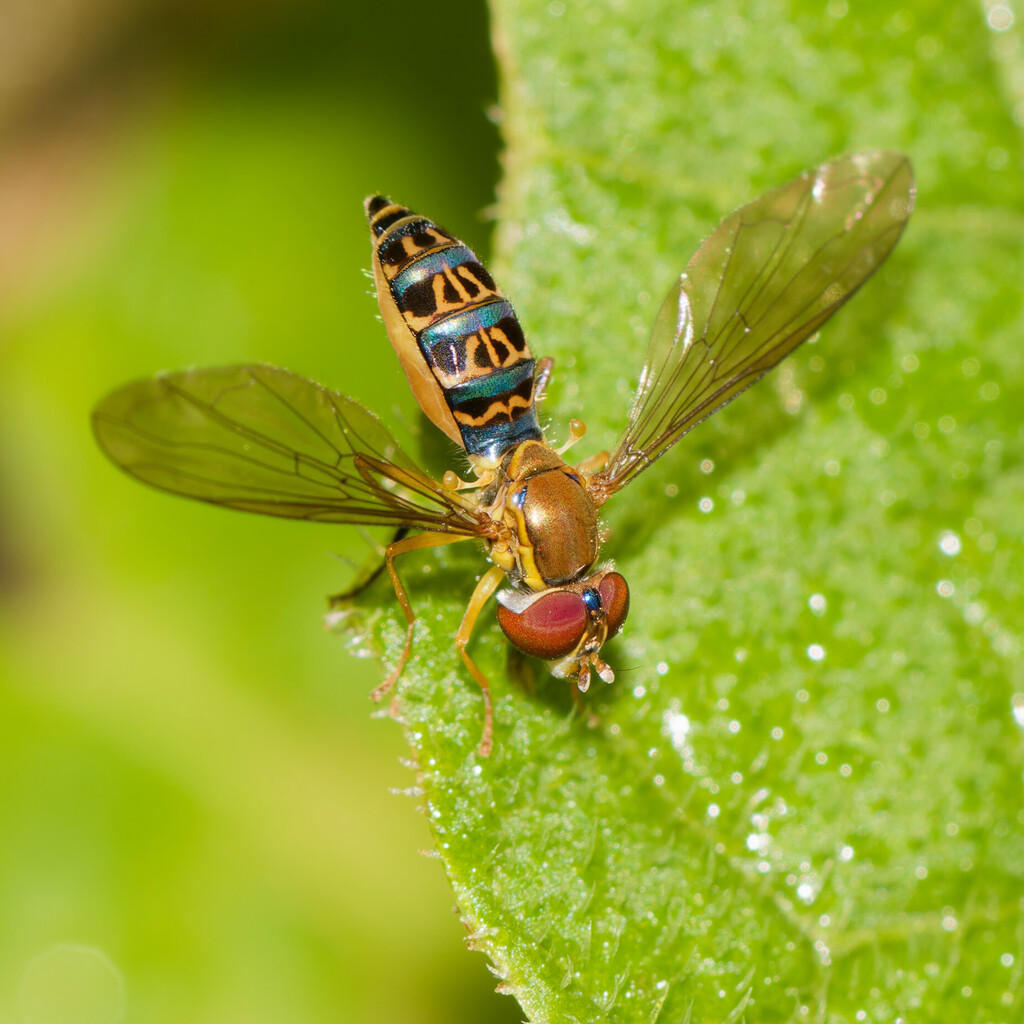 Toxomerus pallipes
