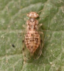 Ectopsocus petersi