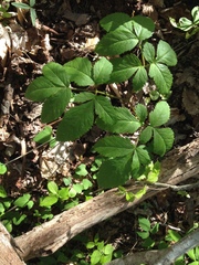 Ligusticum canadense
