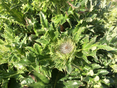 Cirsium andrewsii