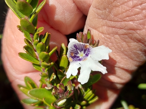Prostanthera saxicola, 2026-10-14